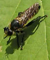 Orange-bellied Laphria - Laphria ventralis