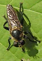 Orange-bellied Laphria - photo 2