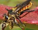 Orange-bellied Laphria - photo 3