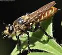 Orange-bellied Laphria - photo 4