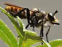 Orange-bellied Laphria - photo 5