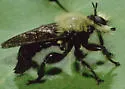Pinewoods Laphria
