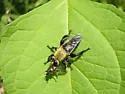 Pinewoods Laphria - photo 2