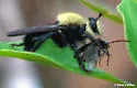 Pinewoods Laphria - photo 3