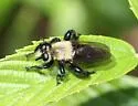 Pinewoods Laphria - photo 4