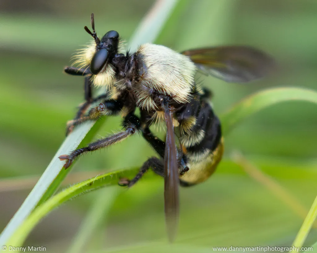 Prairie Laphria - photo 2