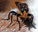 Golden-orange Laphria - Laphria vultur
