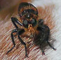 Golden-orange Laphria - photo 2