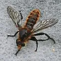 Golden-orange Laphria - photo 3