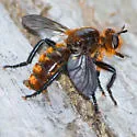 Golden-orange Laphria - photo 4