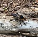 Golden-orange Laphria - photo 5