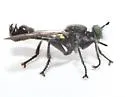 Winnemana Laphria