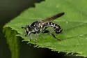 Winnemana Laphria - photo 2