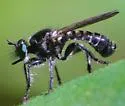 Winnemana Laphria - photo 3