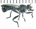 Winnemana Laphria - photo 4