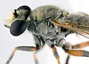 Yellow-legged Dunerobber - photo 3