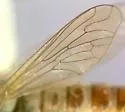 Golden Dunerobber - photo 2