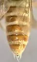 Golden Dunerobber - photo 5