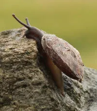 Lapidary Snail