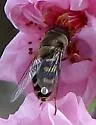 Lapposyrphus lapponicus