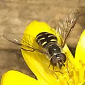 Lapposyrphus lapponicus - photo 2