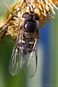 Lapposyrphus lapponicus - photo 3