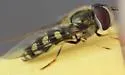 Lapposyrphus lapponicus - photo 4
