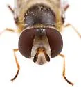 Lapposyrphus lapponicus - photo 5