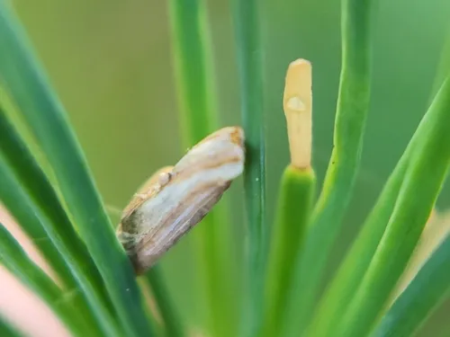 Larch Case-bearer - photo 4