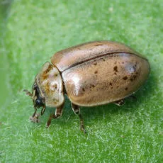 Larch Ladybird