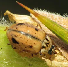 Larch Ladybird - photo 2