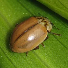 Larch Ladybird - photo 3