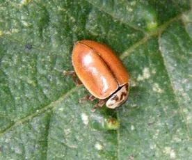 Larch Ladybird - photo 4