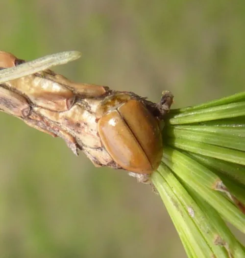 Larch Ladybird - photo 6