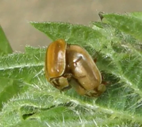 Larch Ladybird - photo 7