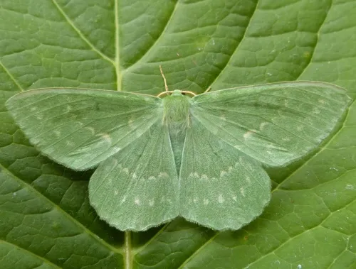 Large Emerald - Geometra papilionaria