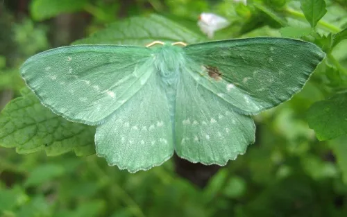 Large Emerald - photo 2
