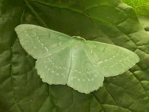 Large Emerald - photo 3