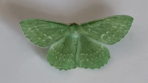 Large Emerald - photo 4