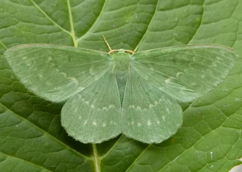 Large Emerald - photo 6