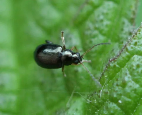 Large Flax Flea Beetle