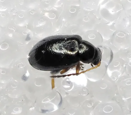 Large Flax Flea Beetle - photo 2