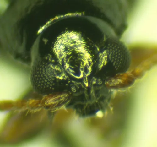 Large Flax Flea Beetle - photo 3