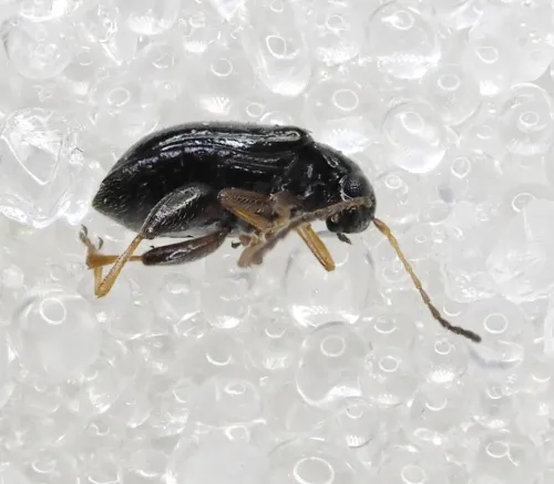 Large Flax Flea Beetle - photo 4