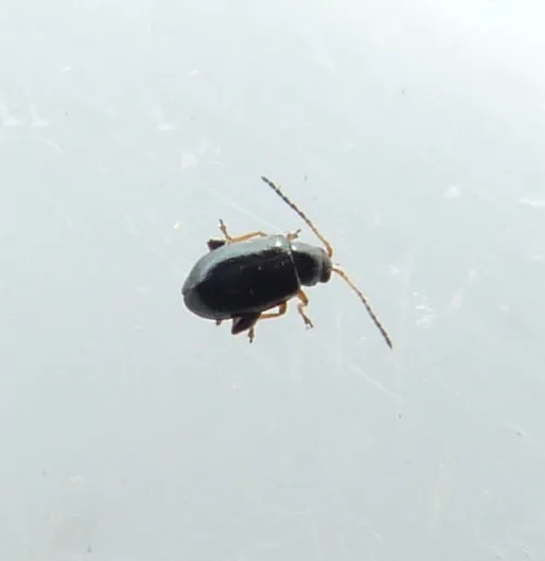 Large Flax Flea Beetle - photo 5