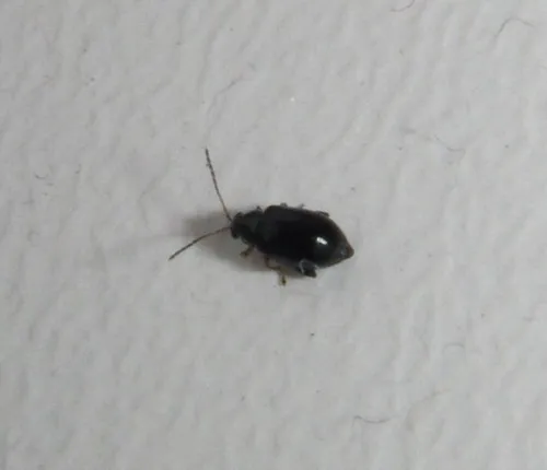 Large Flax Flea Beetle - photo 6