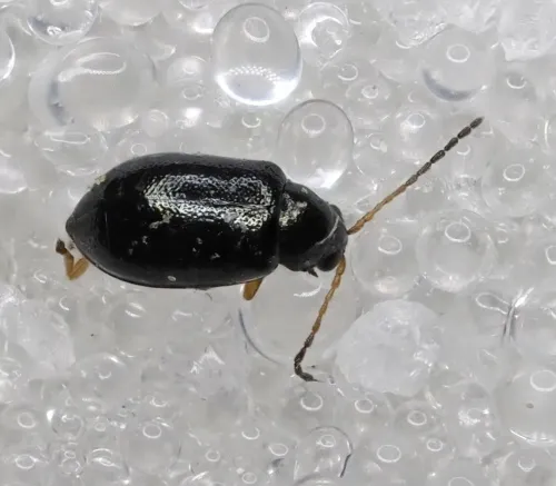 Large Flax Flea Beetle - photo 7