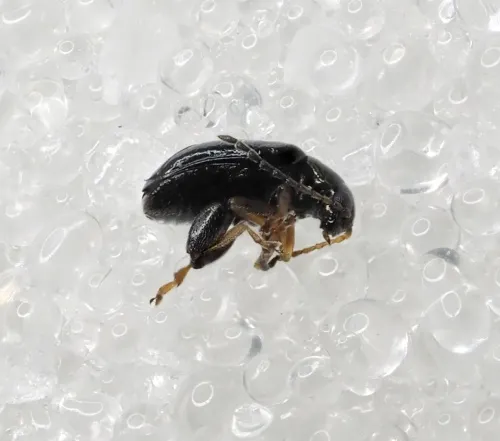 Large Flax Flea Beetle - photo 8