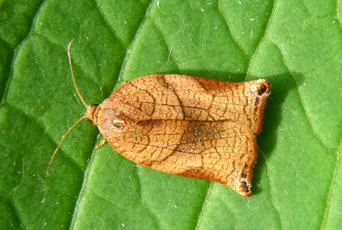 Large Fruit-tree Tortrix - Archips podana