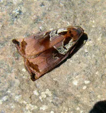 Large Fruit-tree Tortrix - photo 2
